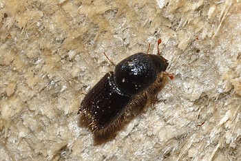 Lead