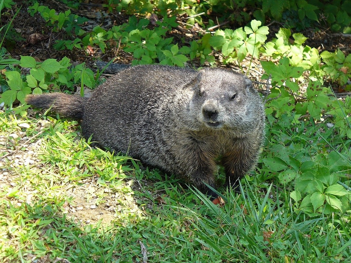 Critters of North Idaho: Groundhog | Coeur d'Alene Press