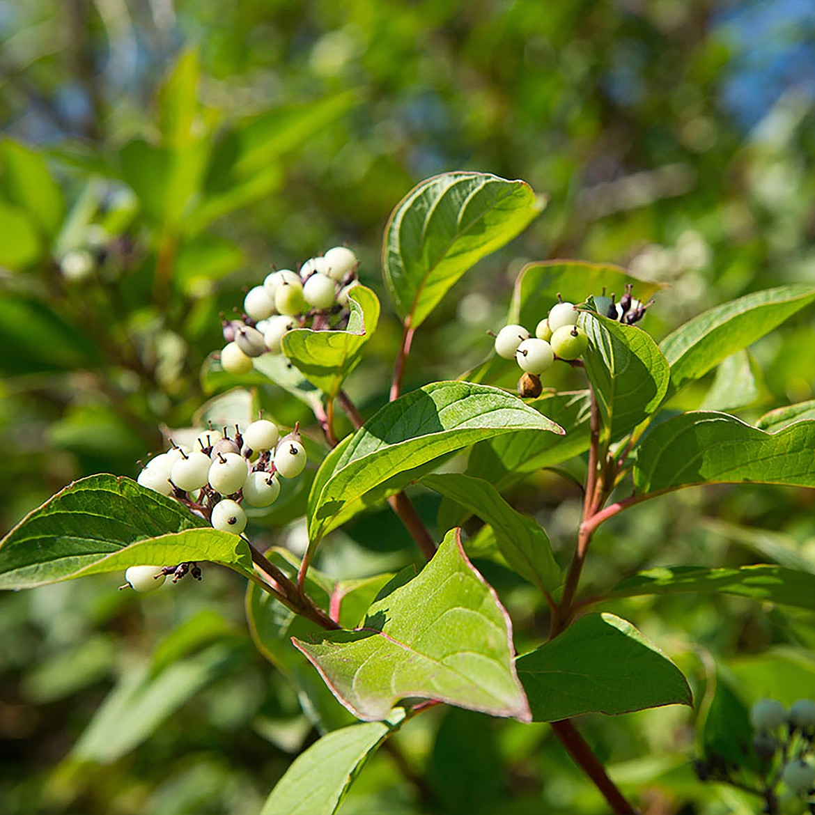 The berries of the red osier dogwood (cornus sericea) are pictured.