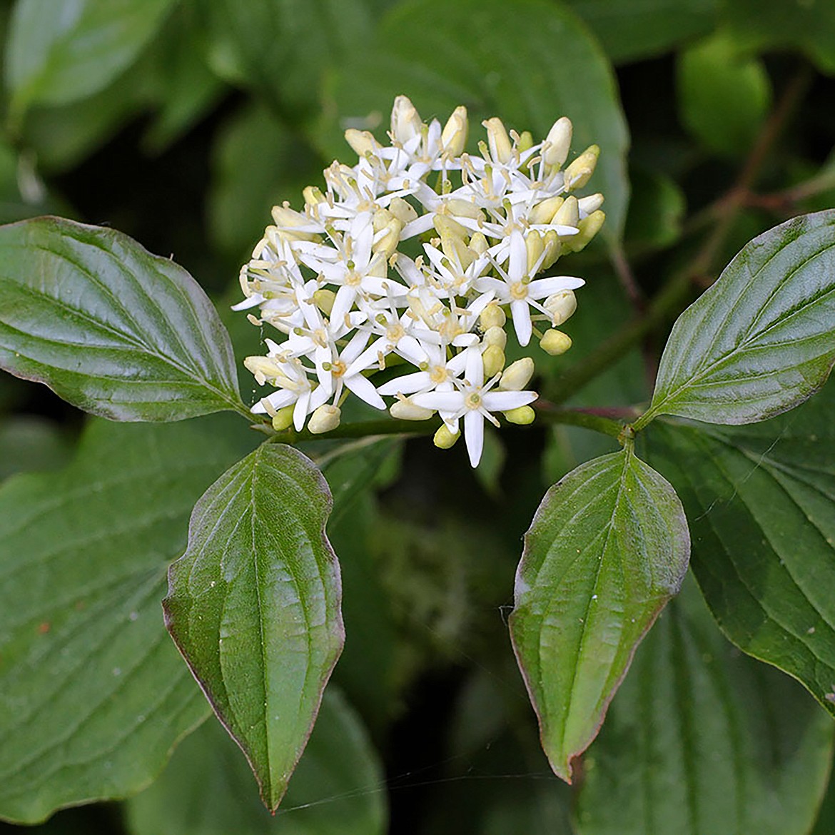 The blooms of the red osier dogwood (cornus sericea) are picture.