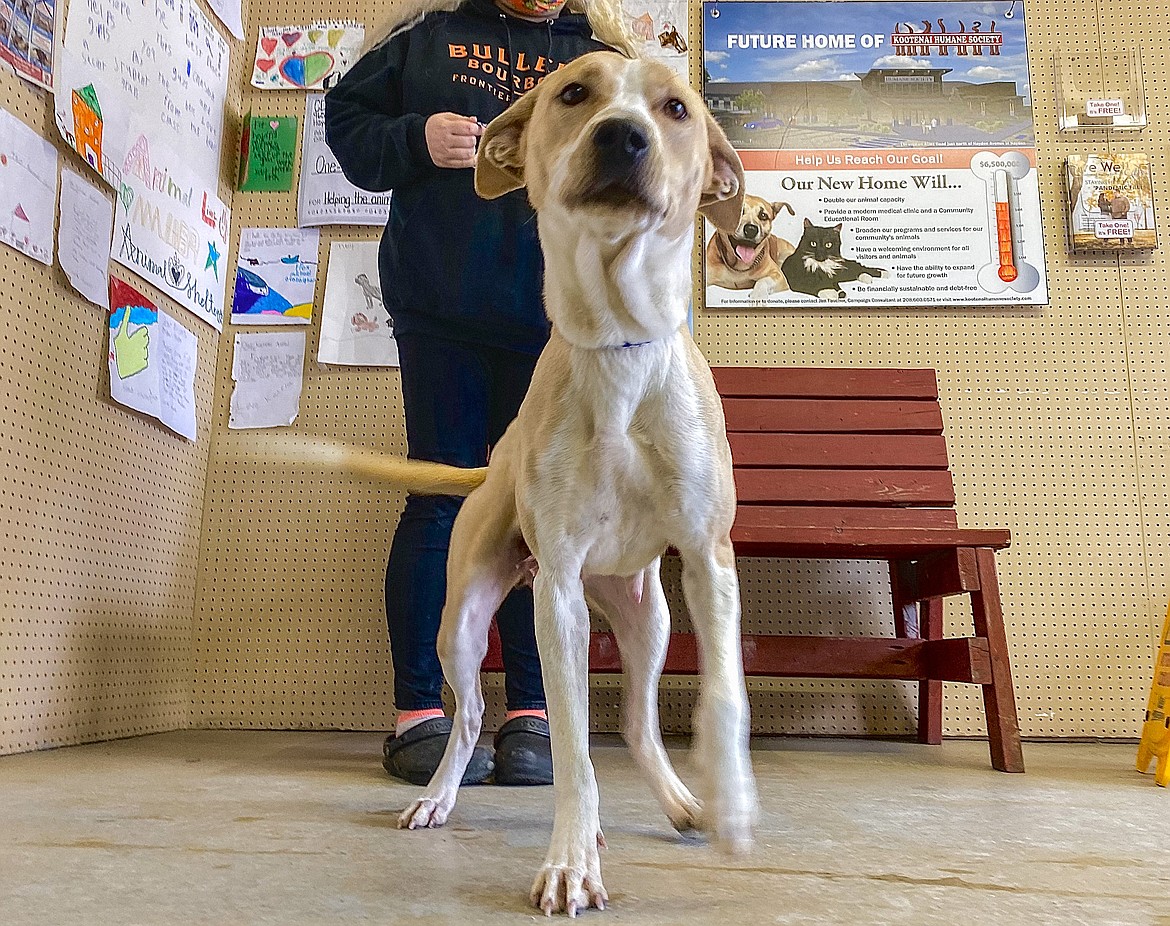 Beware Of Dog Coeur D Alene Press Beware Of Dog Coeur D Alene Press