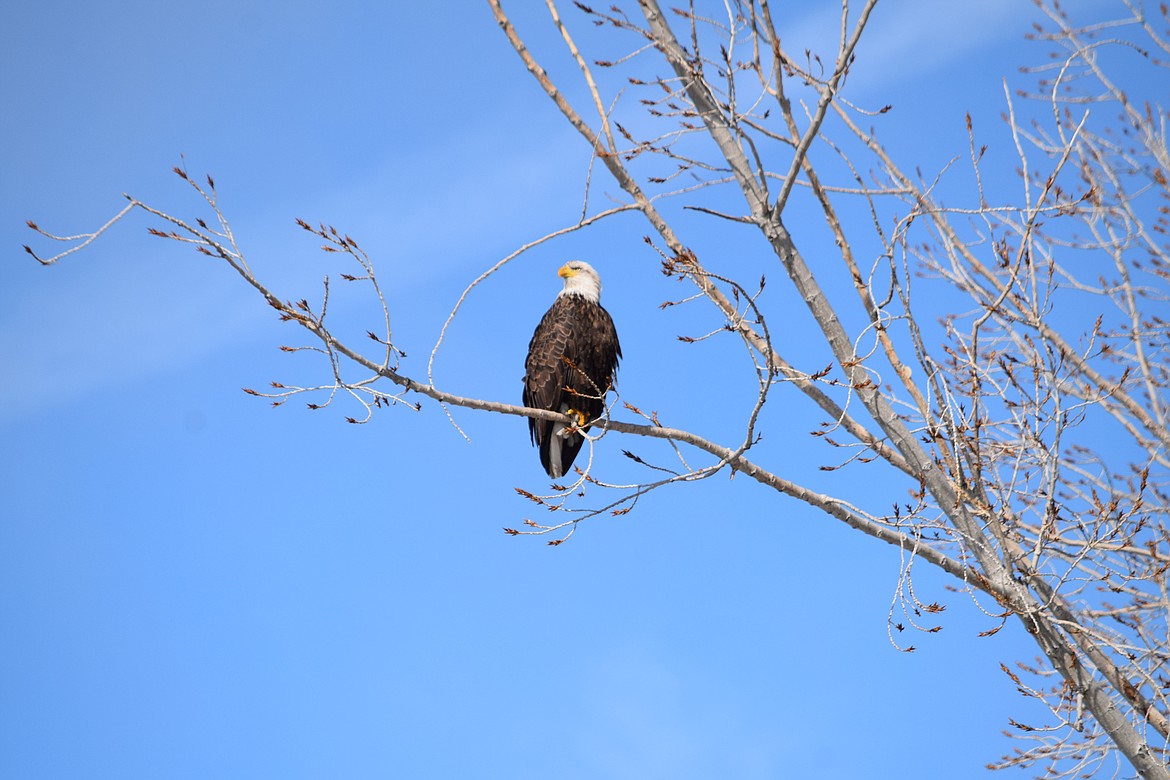 A bald eagle watches as Quincy Police officers prepare to take the Polar Plunge to raise money for Special Olympics Washington on Saturday at Chinook Park in Crescent Bar.