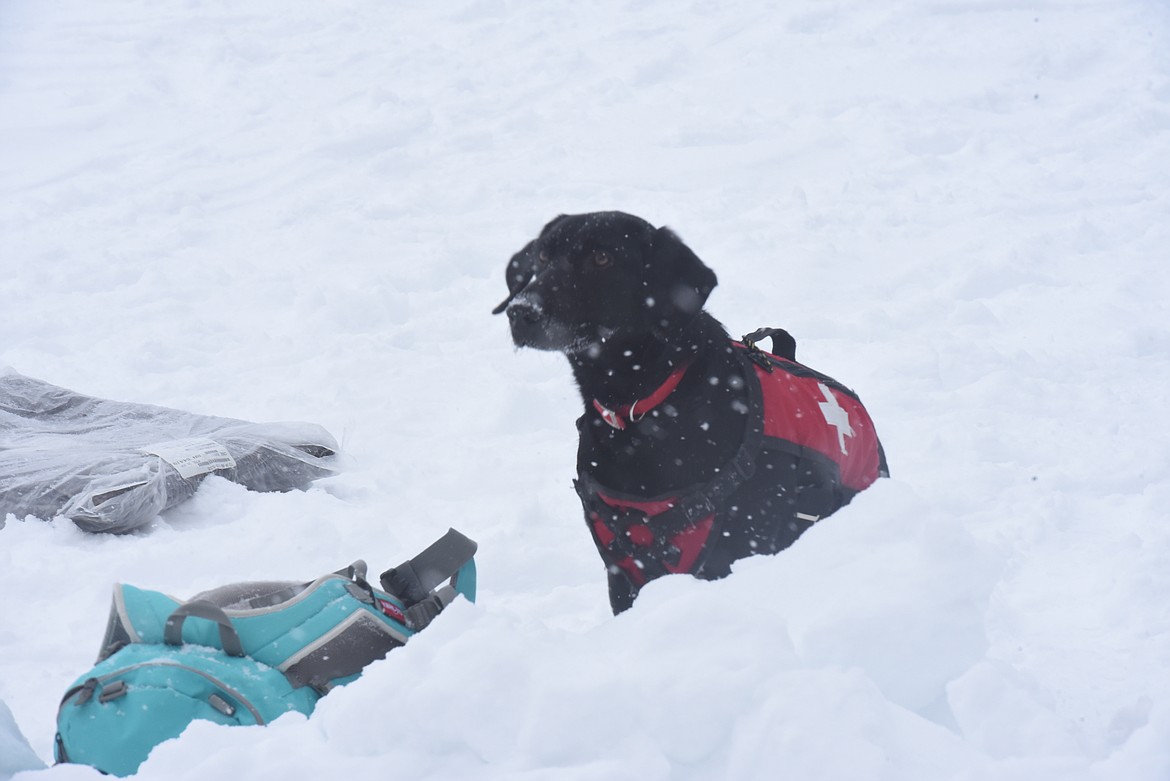 Taz, David Thompson Search and Rescue dog, indicates the location of a buried volunteer during an avalanche training exercise. (Will Langhorne/The Western News)