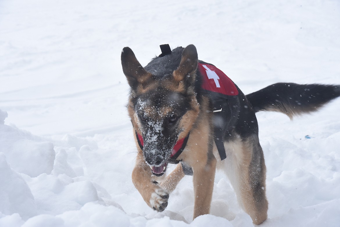 Rescue dog Obi bounds through the snow in during a simulated avalanche rescue held by David Thompson Search and Rescue volunteers at the top of Turner Mountain, Feb. 20. (Will Langhorne/The Western News)