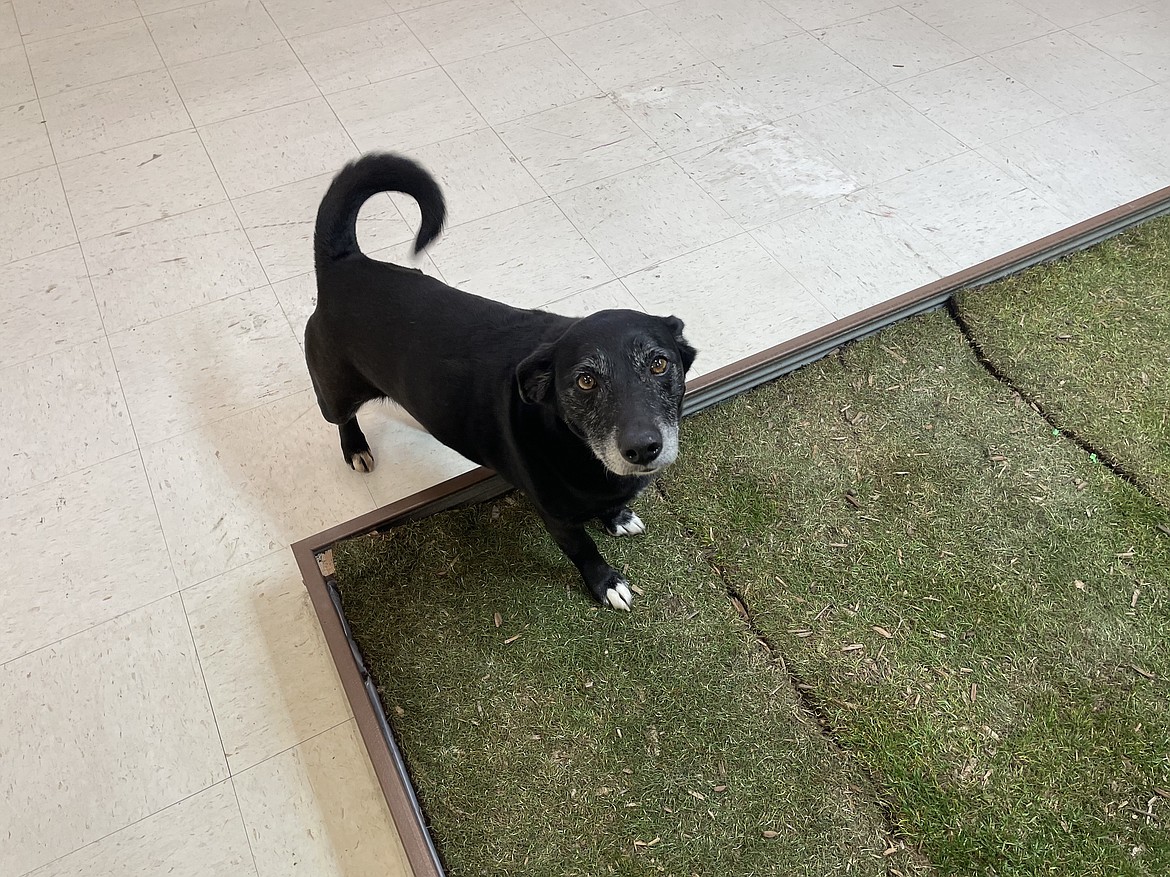 Josie at the patch of indoor grass that will be used for potty training at Beck 'n Call Pet Care in Moses Lake. The new doggie daycare is set to open on Monday, March 1.