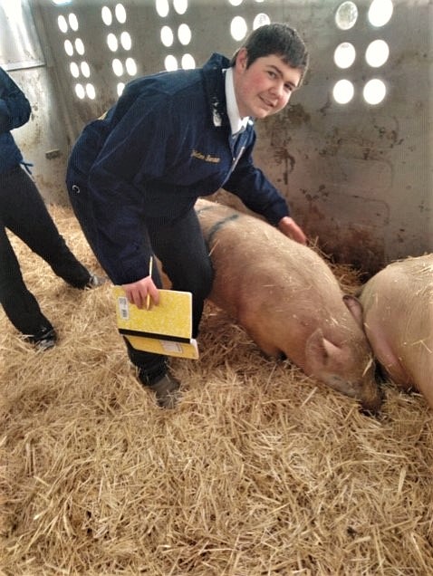Mission Valley FFA Sentinel Coleton Sherman of Ronan prepared the breeding gilts for the Western District livestock judging contest held last weekend in Ronan. (Courtesy of Cloe Hoover)