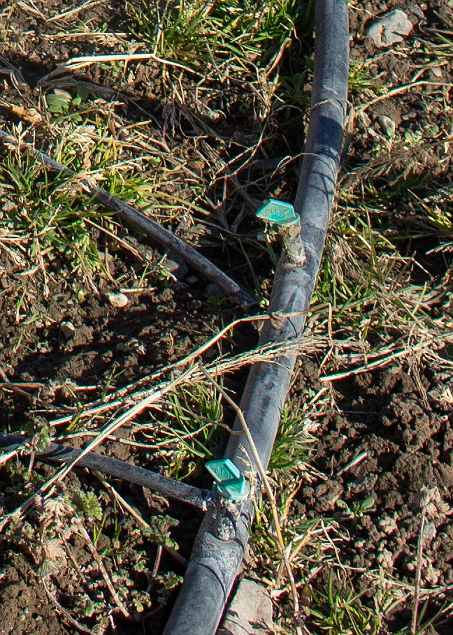 A close-up look at Dave Ruffin's drip irrigation system running through his garden behind his home in Moses Lake.
