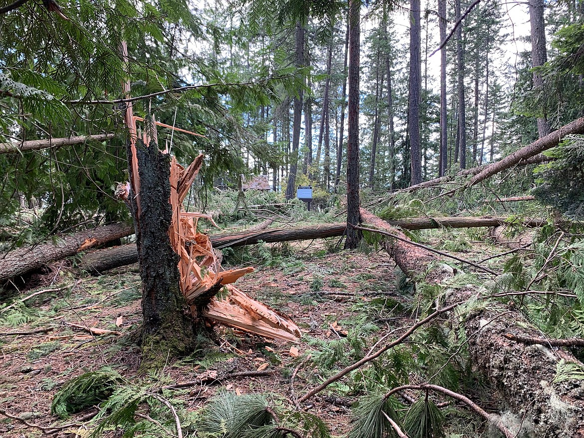 A few of the trees knocked down in a devastating windstorm that hit the Hope Peninsula last September. Crews are in the process of removing about 5,000 trees damaged in the storm.