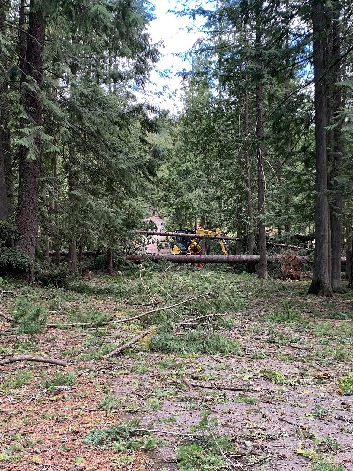 An individual works to remove a tree blocking a roadway last September after a devastating windstorm hit the area. The trees was one of many knocked down in the storm and thousands more were identified as potential hazards and are in the process of being removed.