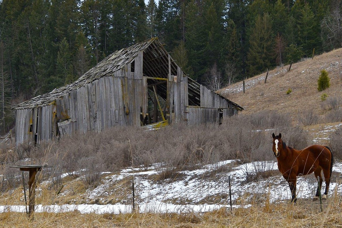 A horse gazes forward in the "adventure drive" image captured by local photographer Robert Kalberg.