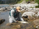 South Fork bull trout fishery seeing angler increase, but OK so far