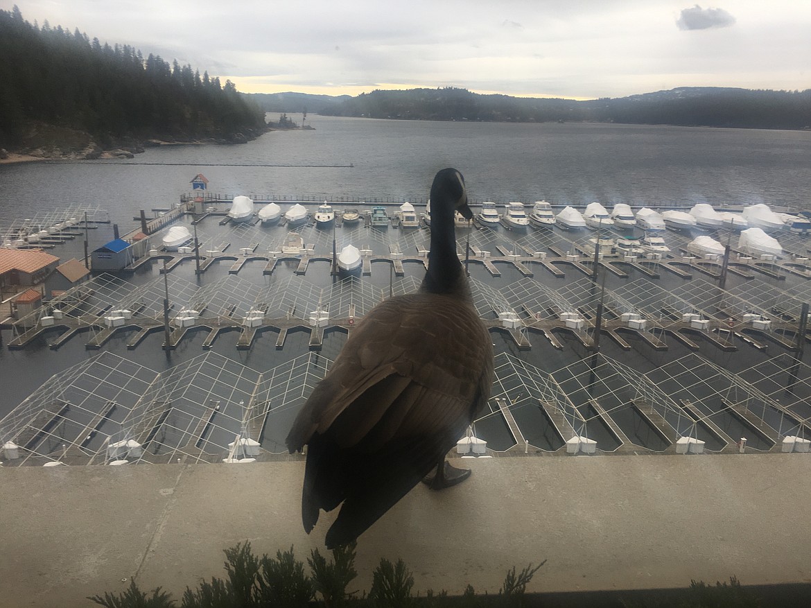 A Canada goose looks out over Lake Coeur d'Alene from a window sill of The Coeur d'Alene Resort.