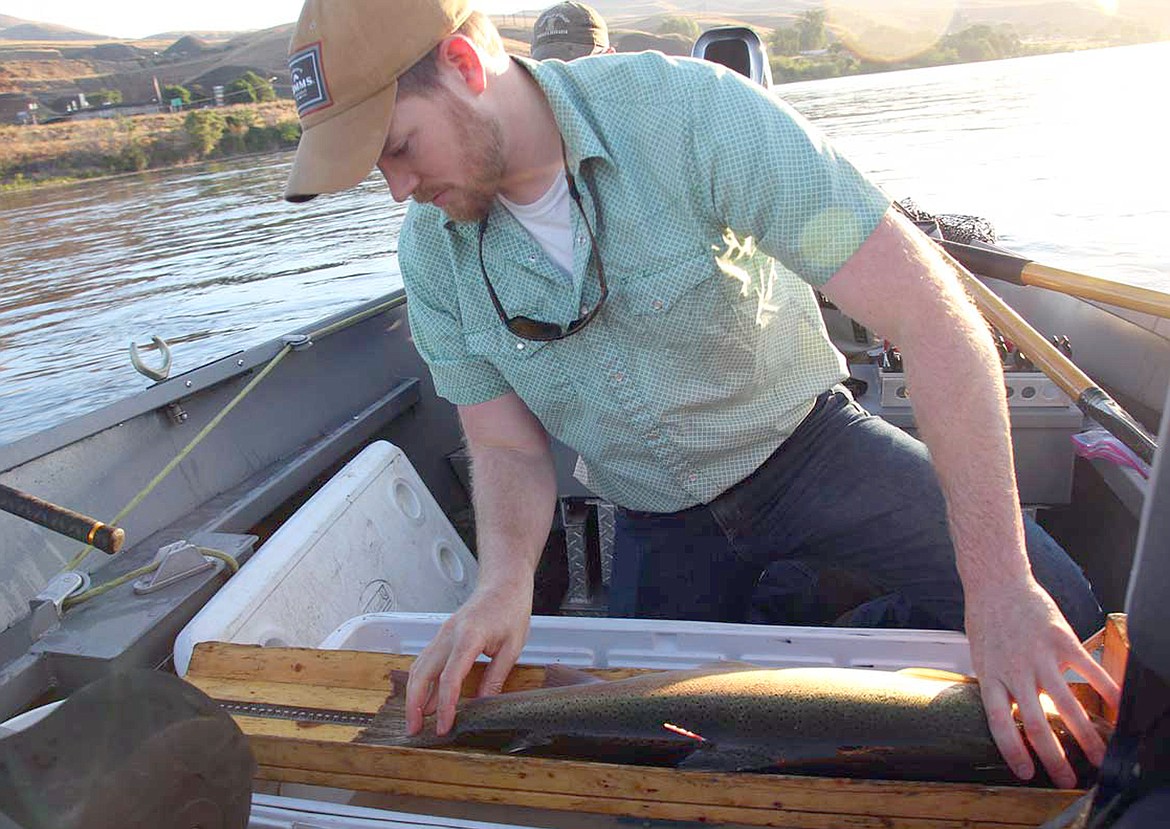 Photo by Brett Bowersox
Will Lubenau of the University of Idaho measures a steelhead as part of a two-year study that tracks the sea-run fish in Idaho’s Snake and Clearwater rivers and provides data needed to manage the iconic fishery.