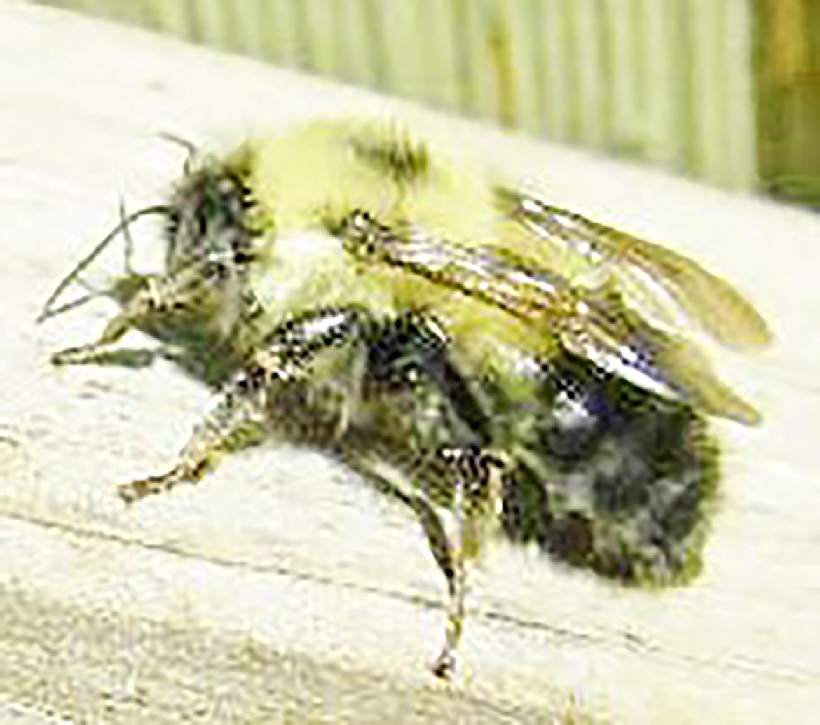 Bumble bee — the harbinger of spring — soaks up some sun on the deck of Weekend Gardener Valle Novak.