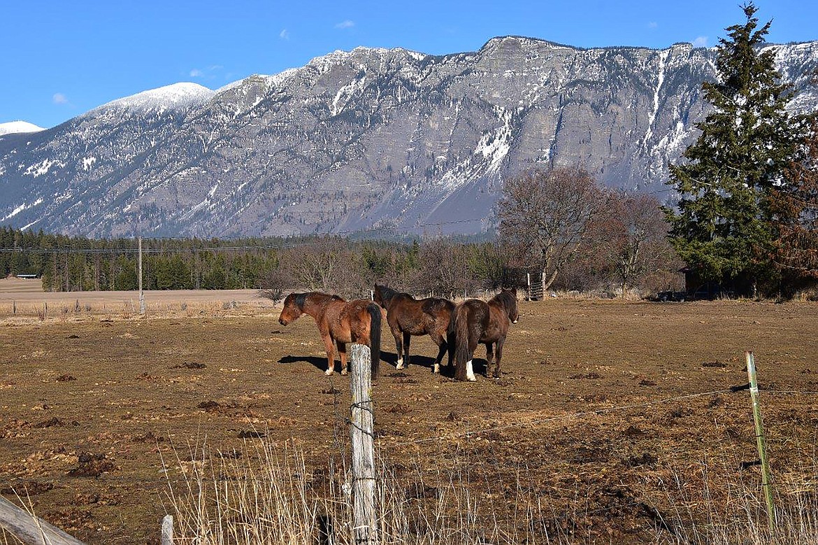A trio of horses appear to be giving Robert Kalberg a bit of an attitude during a recent adventure drive in the Porthill Loop Road area.