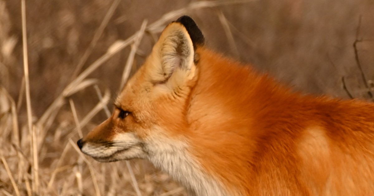The adaptable and cunning red fox Bonners Ferry Herald