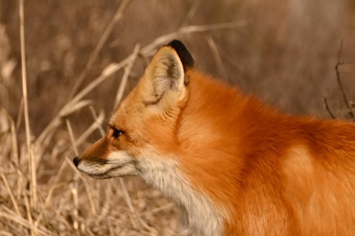 The adaptable and cunning red fox | Bonners Ferry Herald