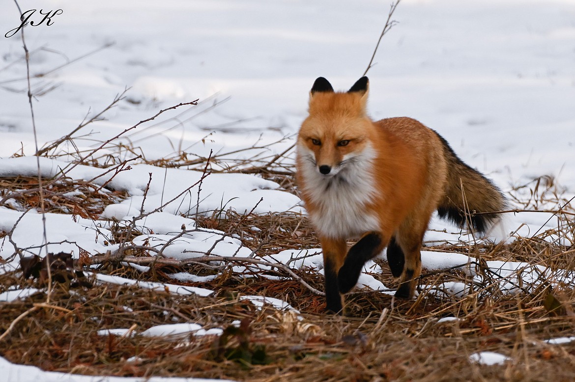 The adaptable and cunning red fox Bonners Ferry Herald