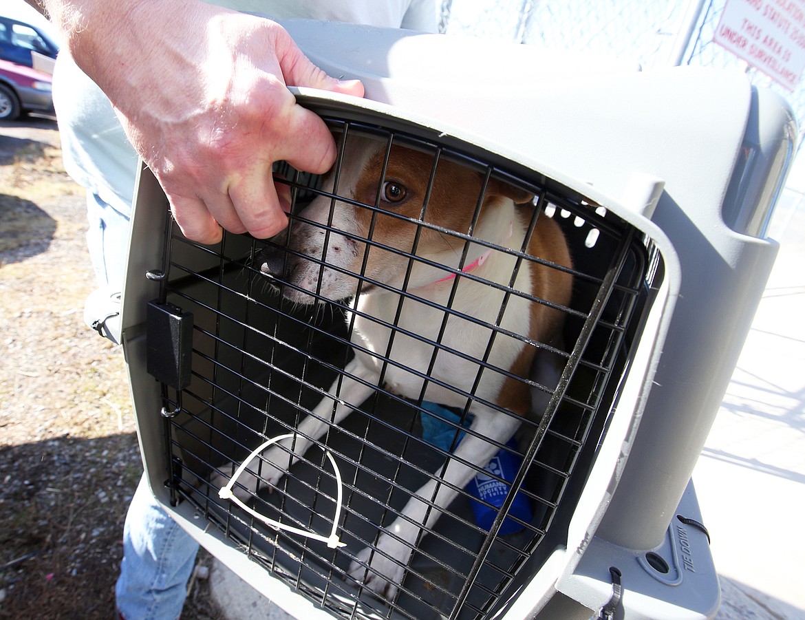 A dog looks out of the kennel as it is carried into the Kootenai Humane Society by Craig Aurora Wednesday.