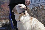 School dogs help students with testing, anxiety at FBCS