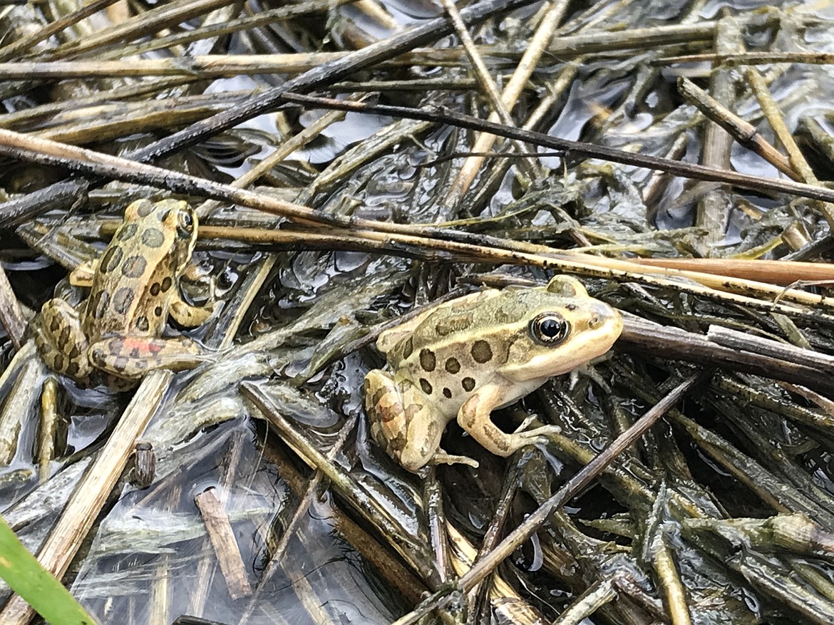 The last remaining Washington population of northern leopard frogs lives on the south edge of Potholes Reservoir.