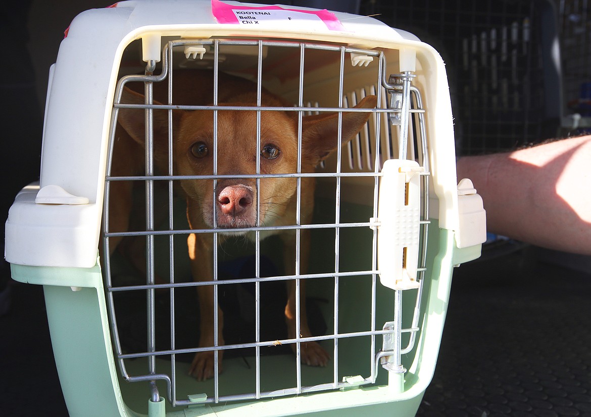 Bella peers from her kennel after her plane landed at the Coeur d'Alene Airport Wednesday.