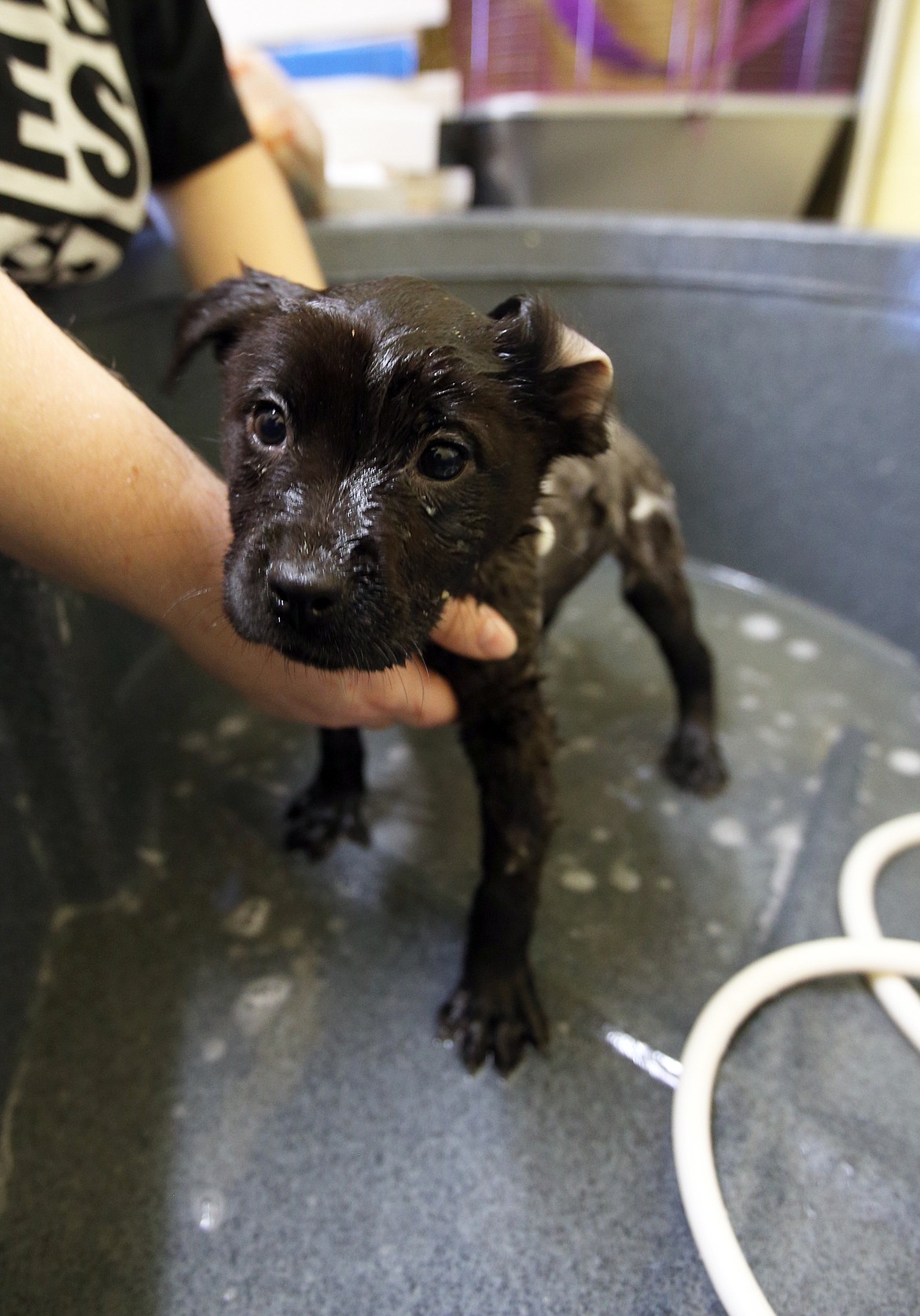 A puppy from Oklahoma via Wings of Rescue gets washed down at the Kootenai Humane Society on Wednesday.