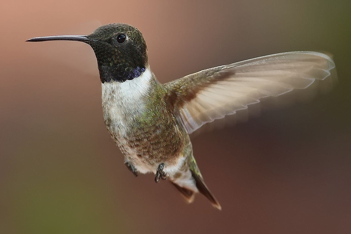 ハミングバード Critters of North Idaho: Black-Chinned Hummingbird | Bonners Ferry