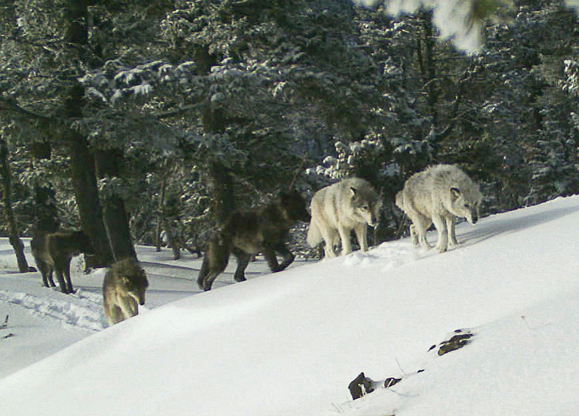 In this Feb. 1, 2017, file image provided the Oregon Department of Fish and Wildlife, a wolf pack is captured by a remote camera in Hells Canyon National Recreation Area in northeast Oregon. Oregon wildlife officials will allow a cattle rancher to kill two wolves from a new pack in Baker County along the Idaho border. (Oregon Department of Fish and Wildlife via AP, File)