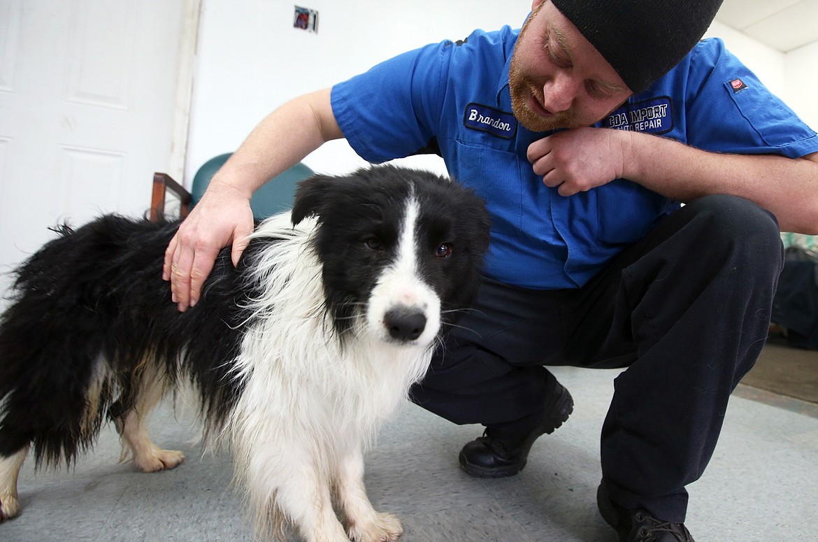 Brandon George checks on his border collie, Bubbers, at CDA Import Auto Report on Friday.