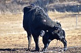 Spring arrives in Boundary County