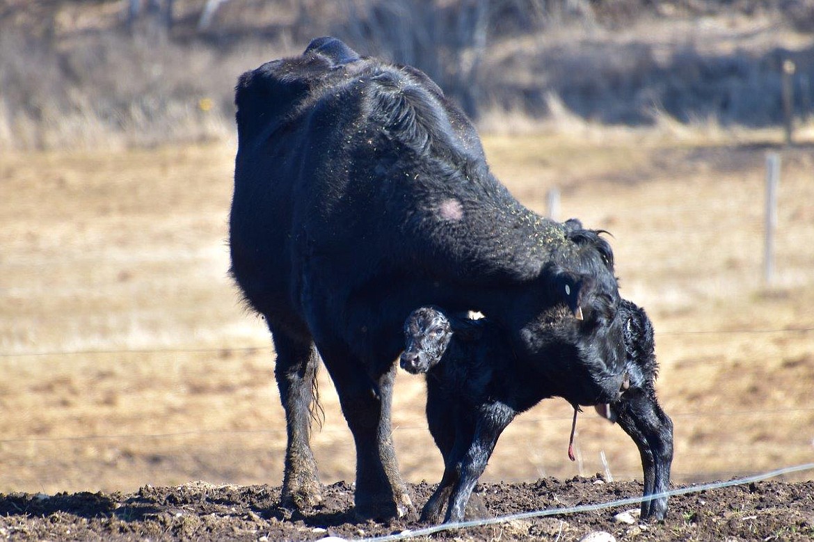 A cow nuzzles her calf in this "adventure drive" photo captured by local photographer Robert Kalberg.