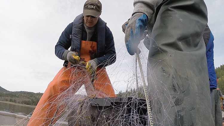 Photos courtesy Idaho Department of Fish and Game
Net extraction of Northern pike for research and tagging Kilarney Lake April 2015.