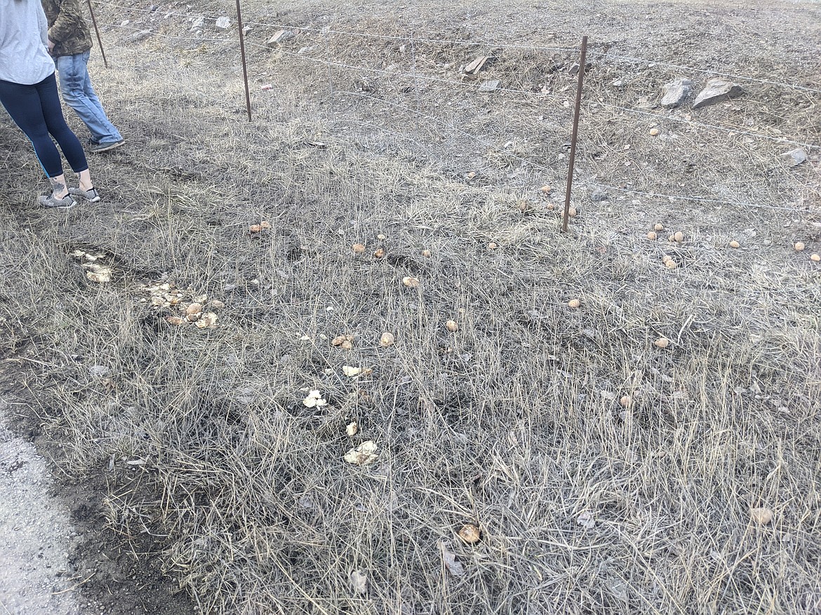 More potato casualties lie in the grass next to I-90, as some of them were too mashed to be saved.