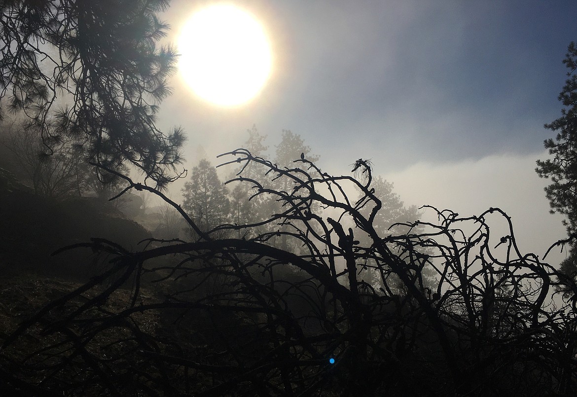 Branches from a downed tree on Tubbs Hill are silhouetted by the rising sun Thursday.