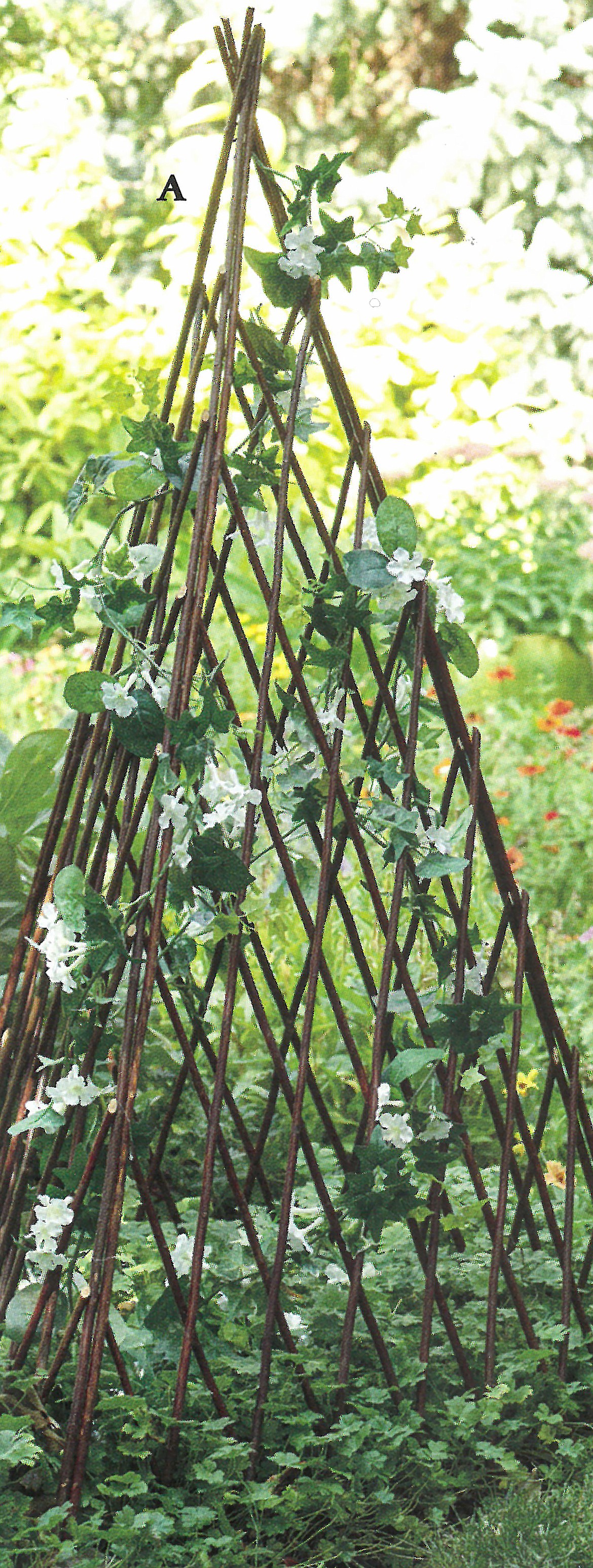 Teepee-style plant protector also serves as support for climbers.