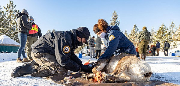 Staff from Montana Fish, Wildlife & Parks and partnering organizations recently released 26 bighorn sheep into the Tendoy Mountains as part of a new effort to re-establish a wild sheep herd there. The sheep — 19 ewes, five rams and two lambs — were captured from Wild Horse Island on Flathead Lake, where sheep numbers have grown past management objectives. Each of the sheep had healthy body conditions when they were successfully released on Feb. 19. (Montana FWP Photo)