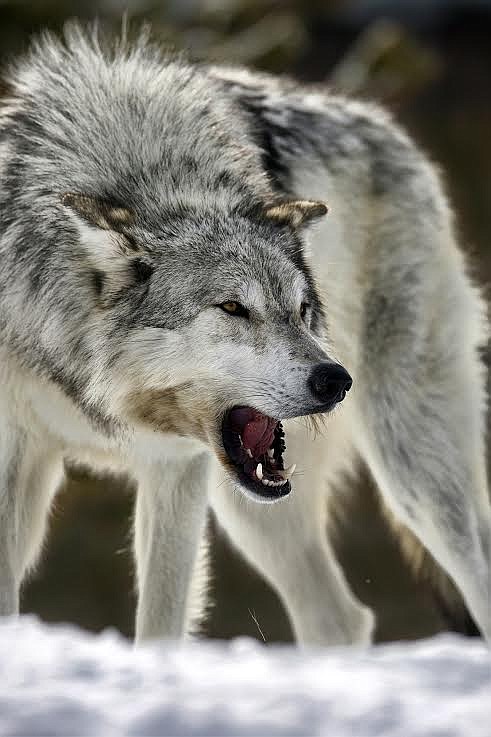 A wolf is seen in this file photo. (Jeremy Weber/Valley Press FILE)