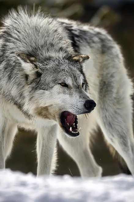 New wolf hunting and trapping regulations for Montana