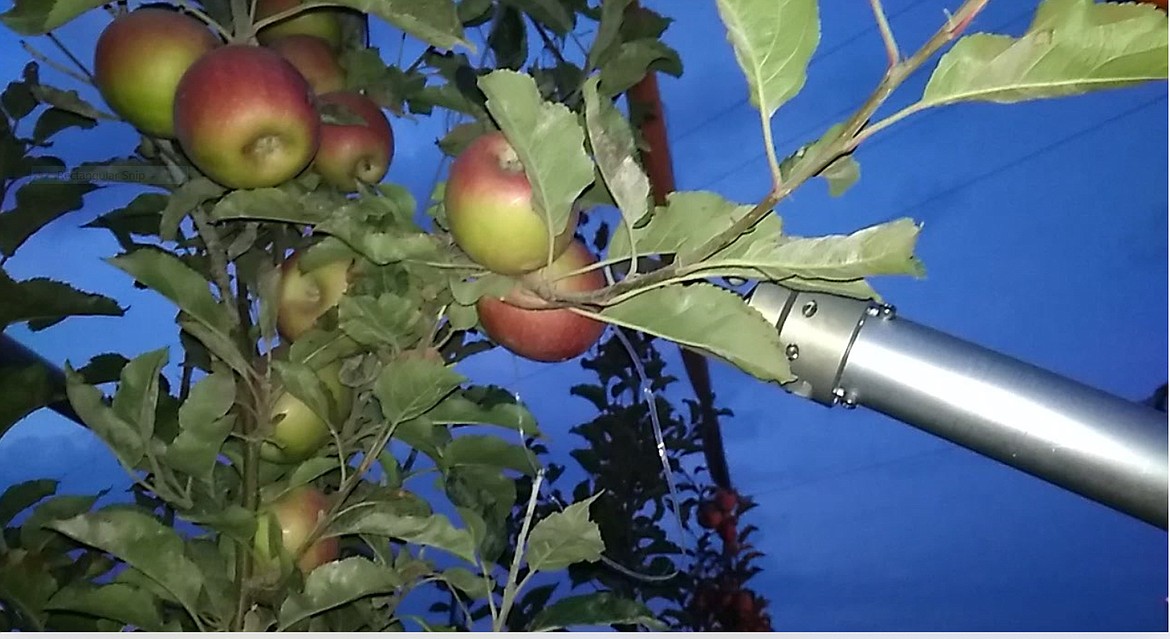 A "hand" on FFRobotics' automated harvesting machine reaches out to pick an apple. FFRobotics is working with the Washington tree Fruit Research Commission to develop a machine that can replace human apple pickers in the hope of having the state's apple harvest 50% automated within 10 years.