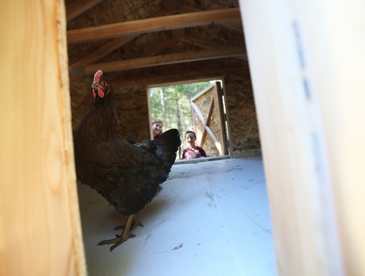 Brownie struts through the new "chicken Taj Mahal" as Mel Andrews and her son Westley, 7, peek through a door on Friday. This new coop, gifted through Press Christmas for All, was built by Barbi Caanan and husband Paul, who donated the labor and much of the materials.
