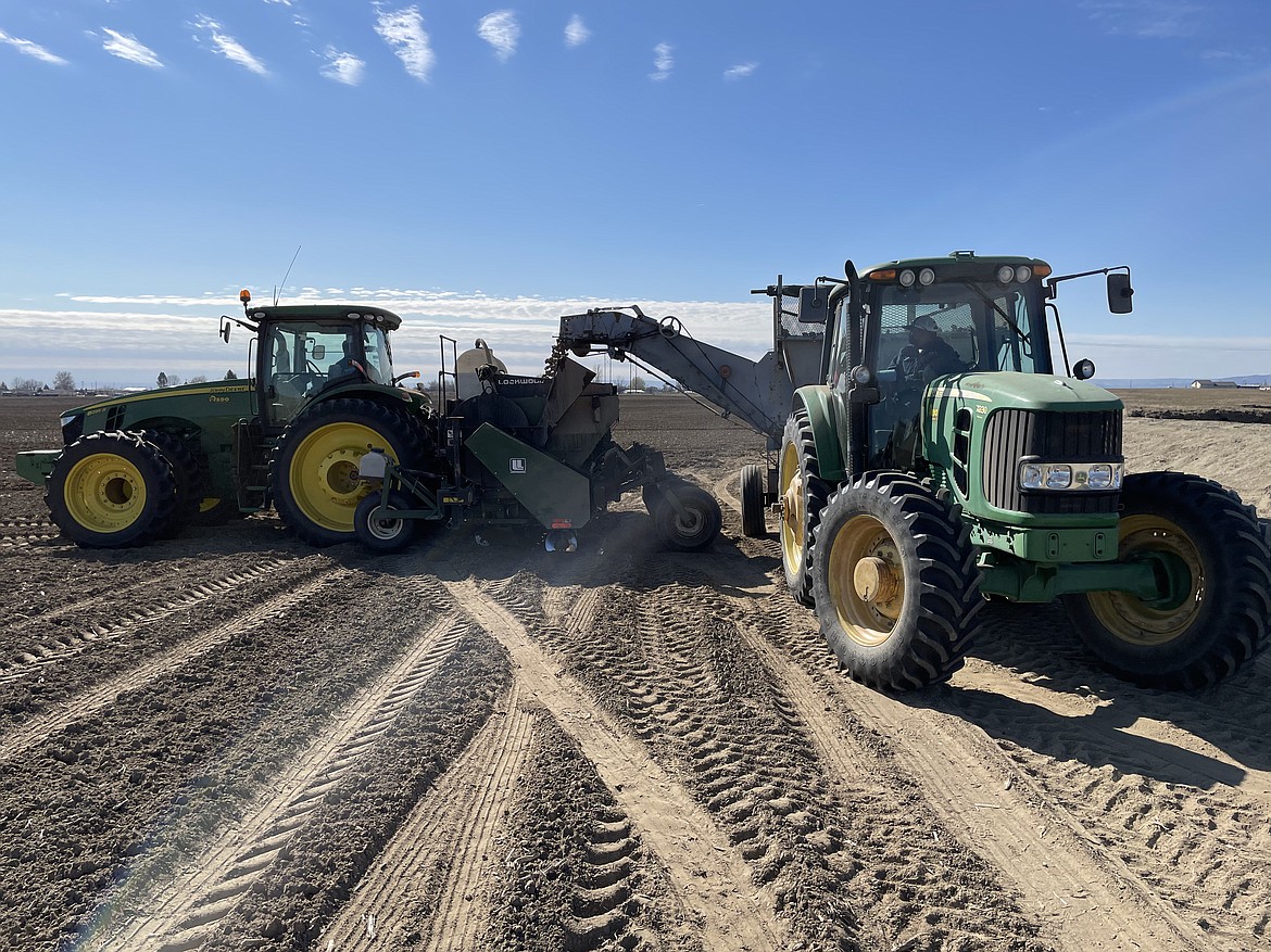 Seed potatoes are loaded into a planter from an old sugar beet harvester. It takes about two loads from the harvester to sow an acre of potatoes.