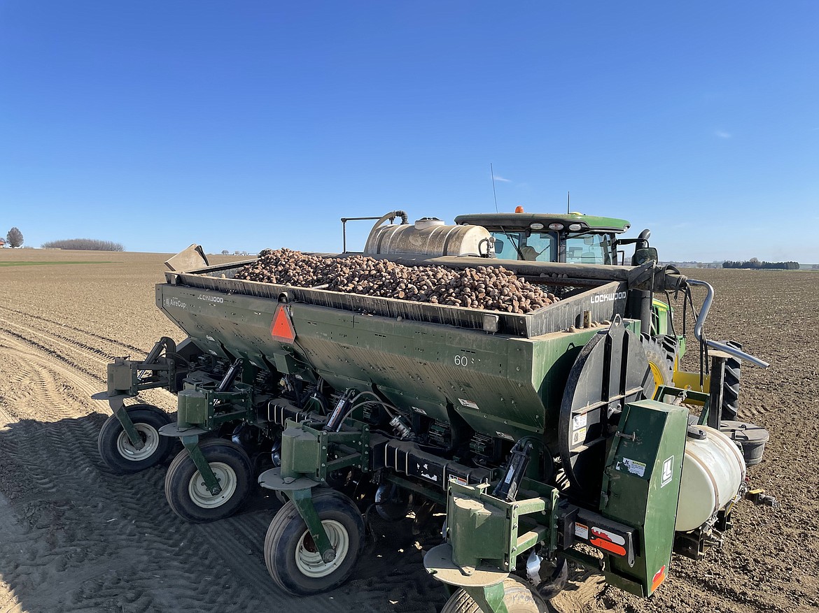 Seed potatoes in a planter on its way to sow an acre of potatoes belonging to Schneider Farms of Pasco.