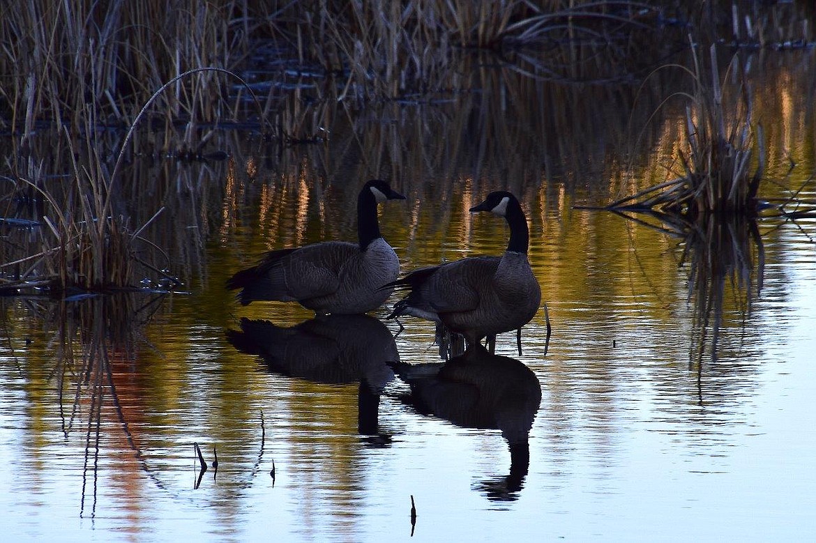 Photographer Robert Kalberg captured a pair of Canada geese reflected in the water in the Kootenai Trail Road area during a recent "adventure drive."