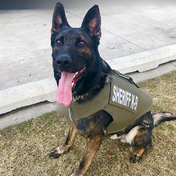 K9★ Davis County Sheriff's Office welcomes K-9 Zeke to the team
