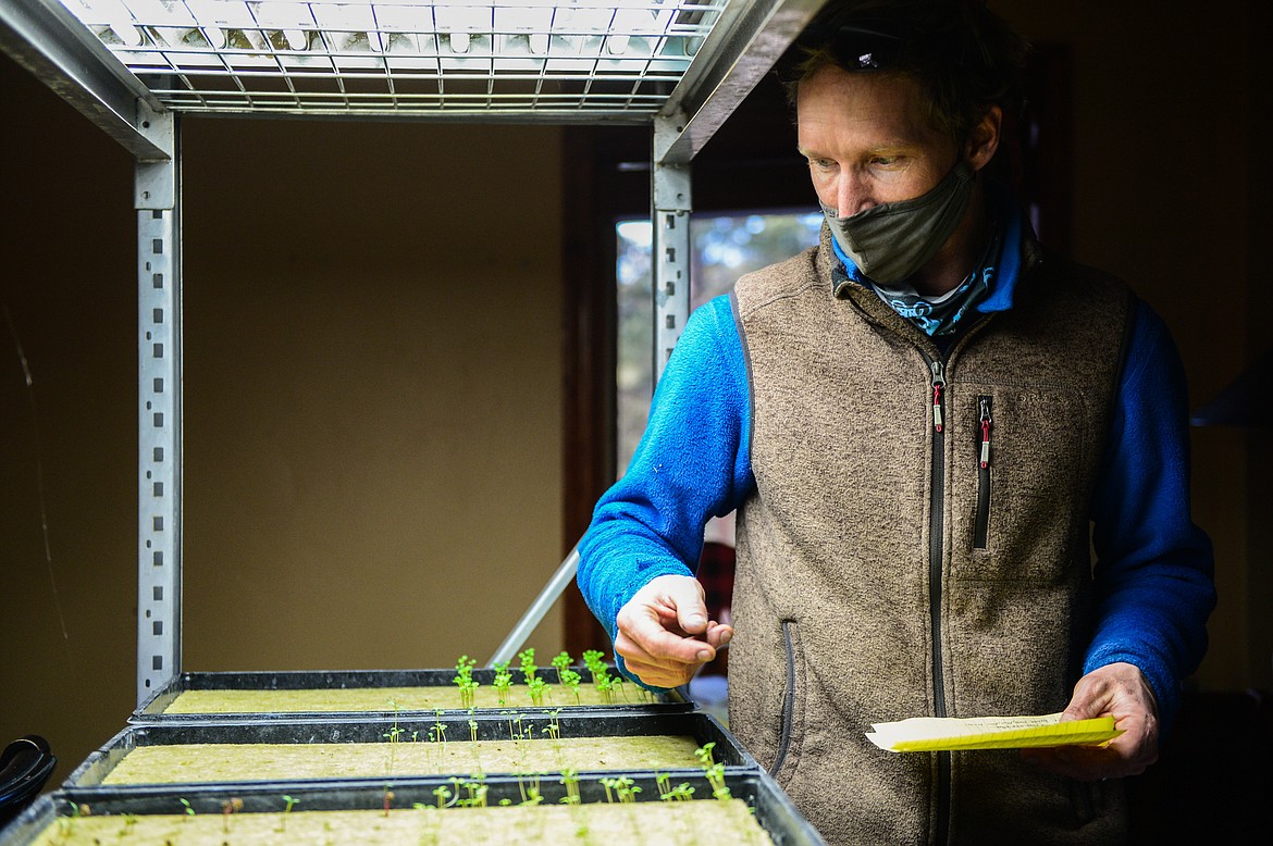 General manager Brett Svetlik grows much of the produce used in Dog Creek Lodge's menu hydroponically. (Casey Kreider/Daily Inter Lake)