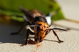 U.S., Canada committed to waging war against Asian giant hornets