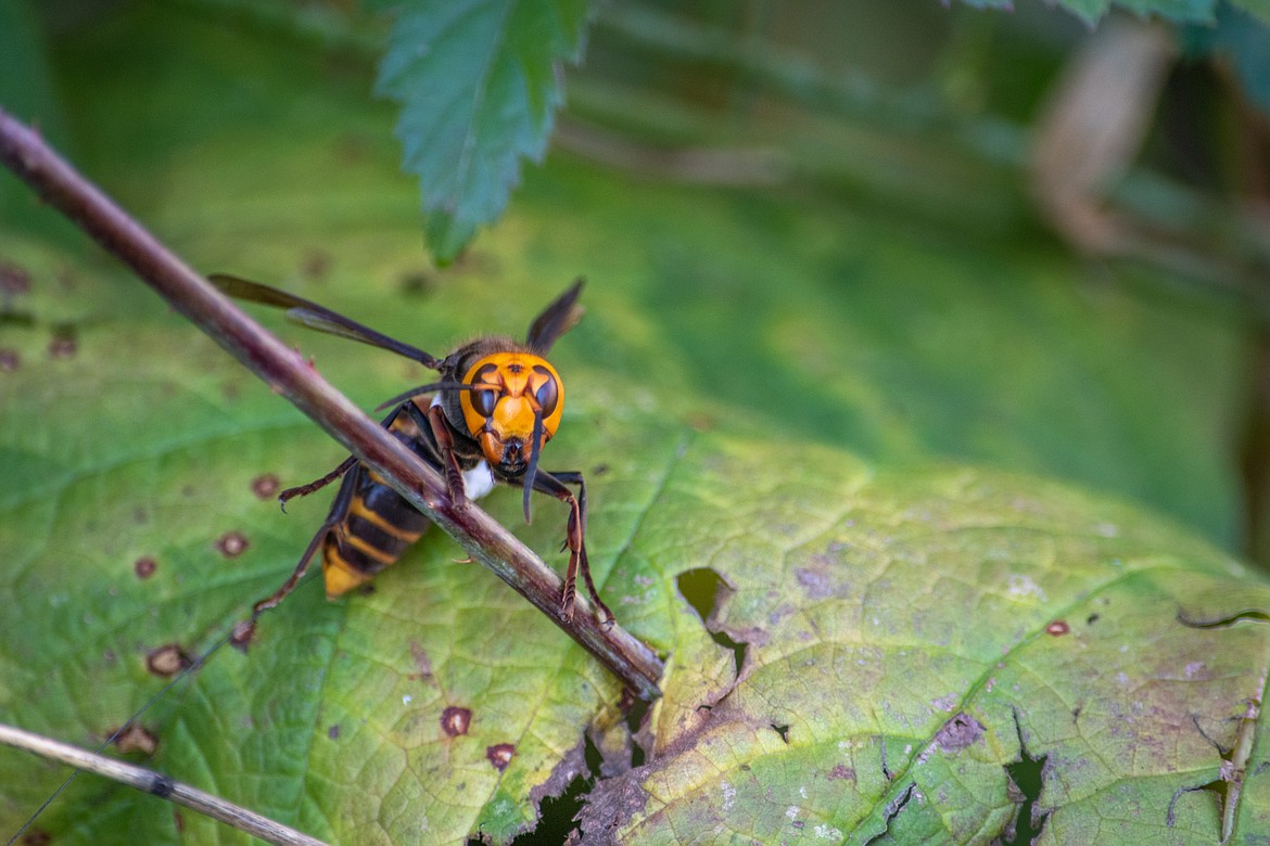 An Asian giant hornet.