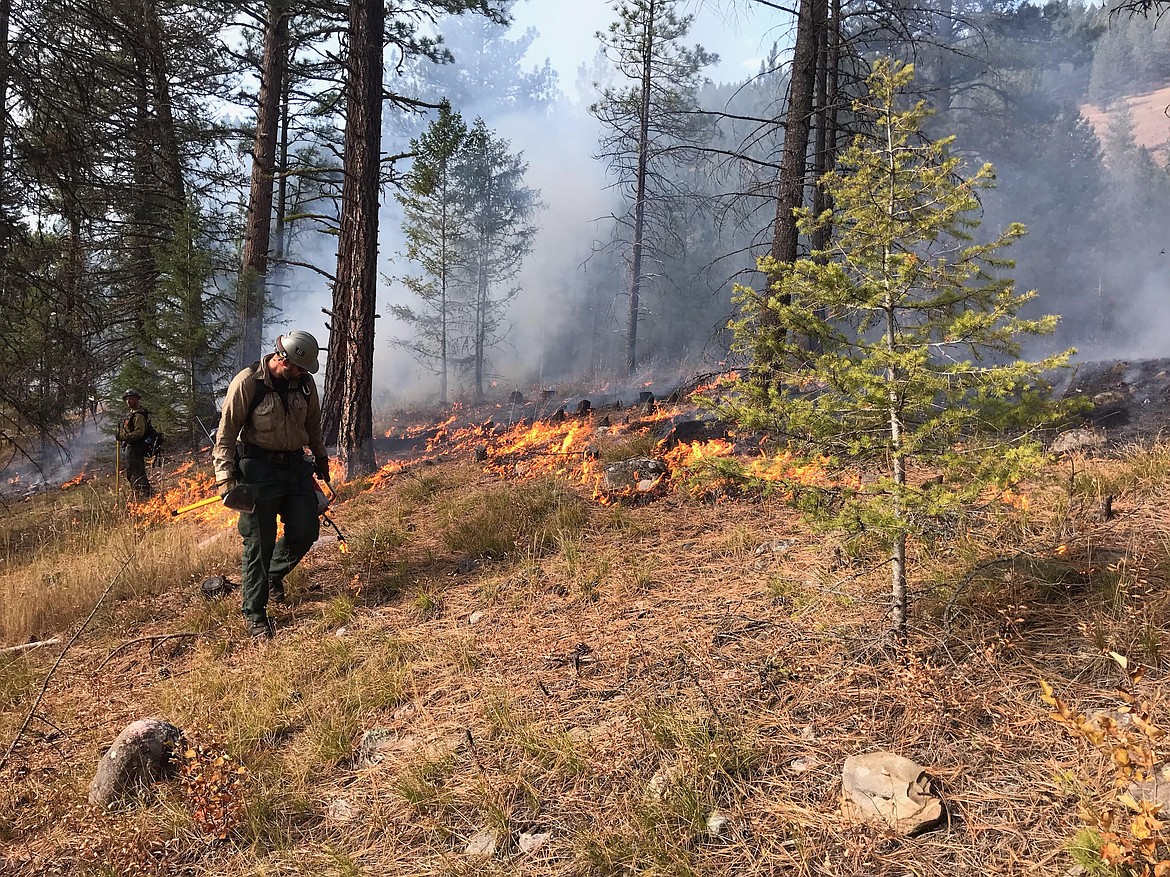 Firefighters across the Lolo National Forest are planning to conduct spring prescribed burning to reduce hazardous fuels, restore wildlife habitat, and better protect communities from future wildfires. (Photo courtesy U.S. Forest Service)