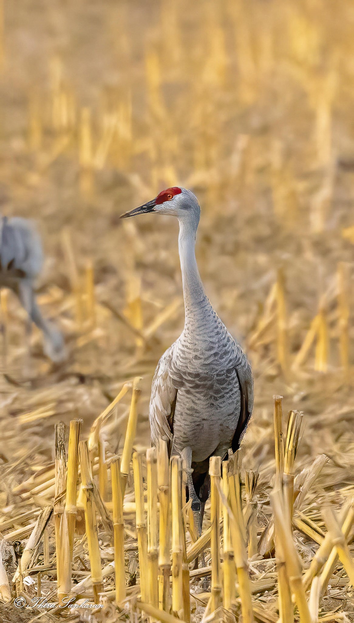An Othello Sandhill Crane Festival Photo Contest entry by Thiru Sankaran of a sandhill crane standing in a cornfield outside of Othello.
